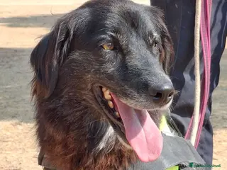 Meticcio cani Lilly, la principessa - Annuncio 30