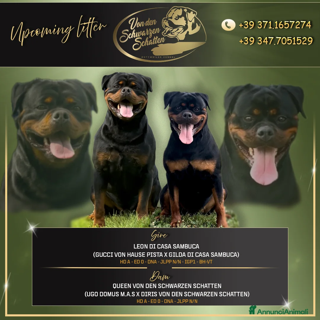 Rottweiler cani in vendita: Cuccioli di rottweiler - Annuncio 1