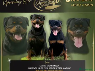 Rottweiler cani Cuccioli di rottweiler - Annuncio 2
