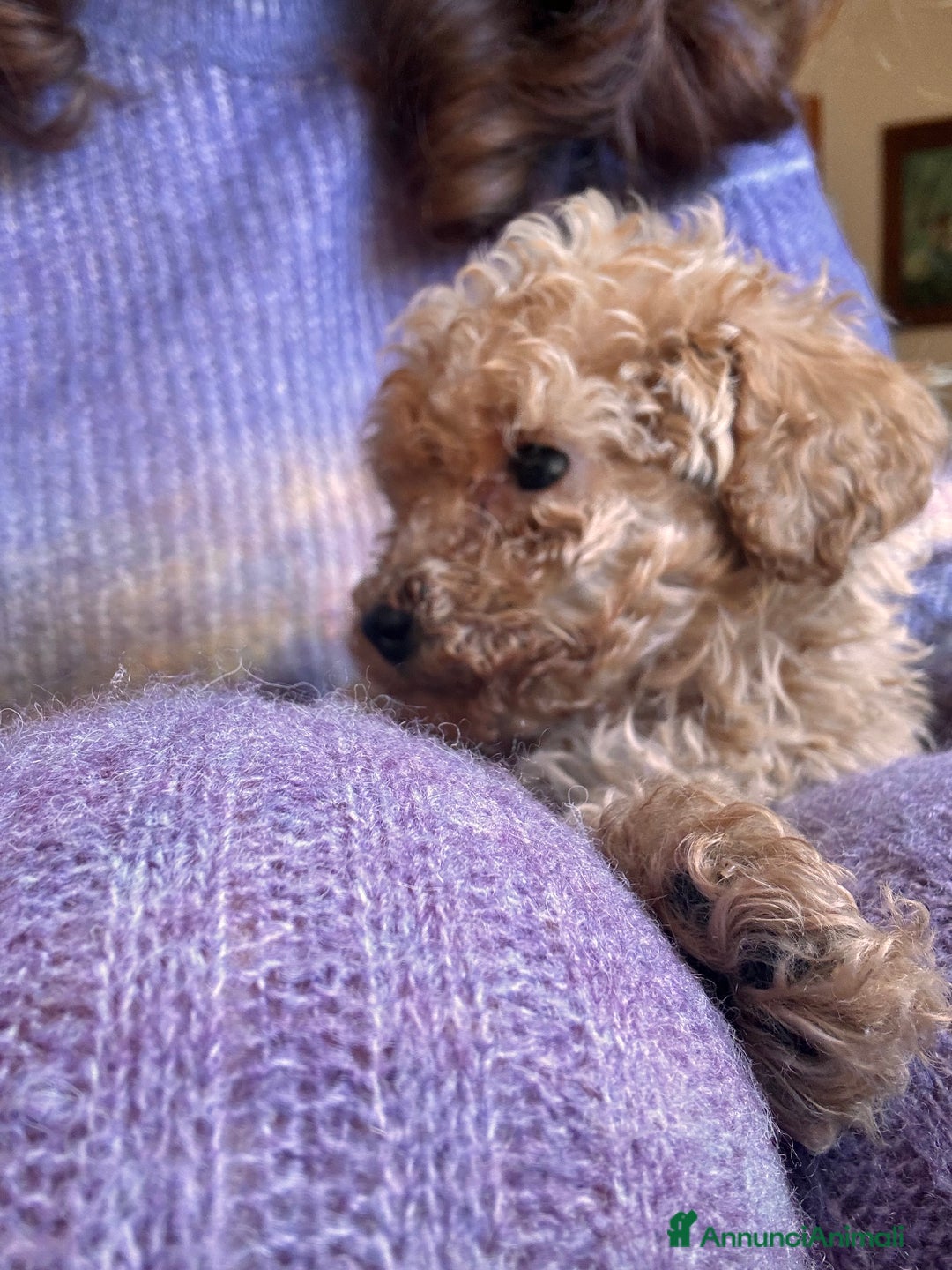 Barboncino Toy cani in vendita: Barboncino Toy  - Annuncio 5