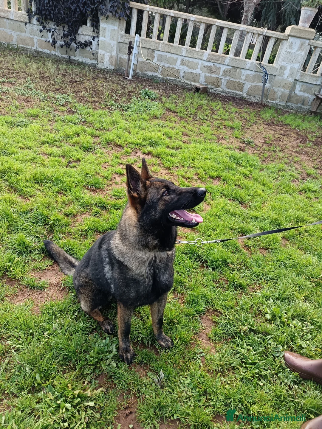 Pastore Tedesco cani in vendita: Cucciolona pastore tedesco - Annuncio 3