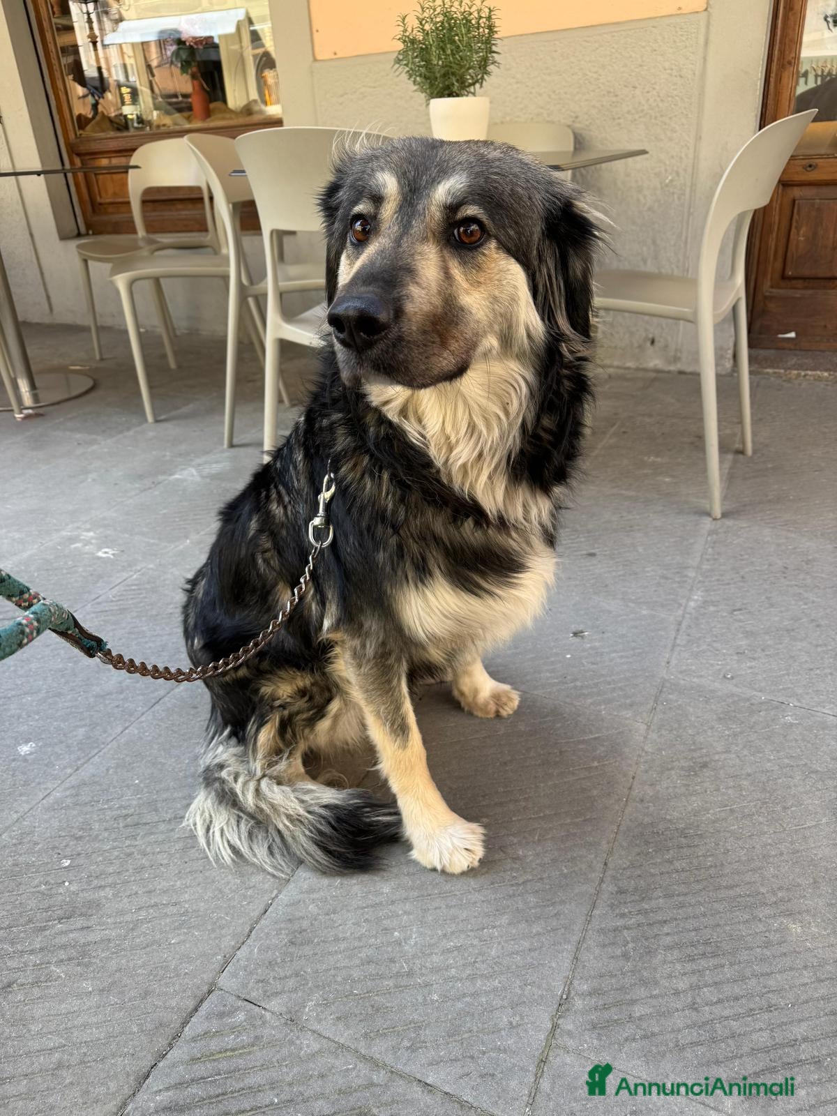 Meticcio cani Cora: 2 anni, cerca nuova famiglia  - Annuncio 42