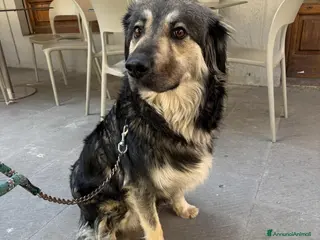 Meticcio cani Cora: 2 anni, cerca nuova famiglia - Annuncio 42