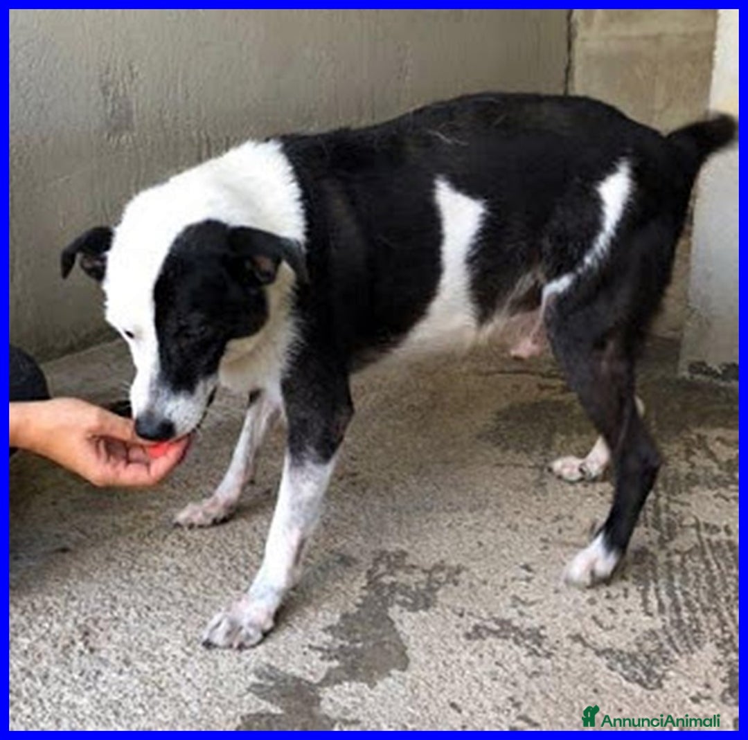 Meticcio cani in regalo: HALF  dolce, buffo nonnino - Annuncio 4