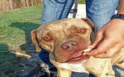 Pitbull cani in regalo: GRINO, strepitoso pit dal manto tigrato a Provincia di Latina - Immagine 4