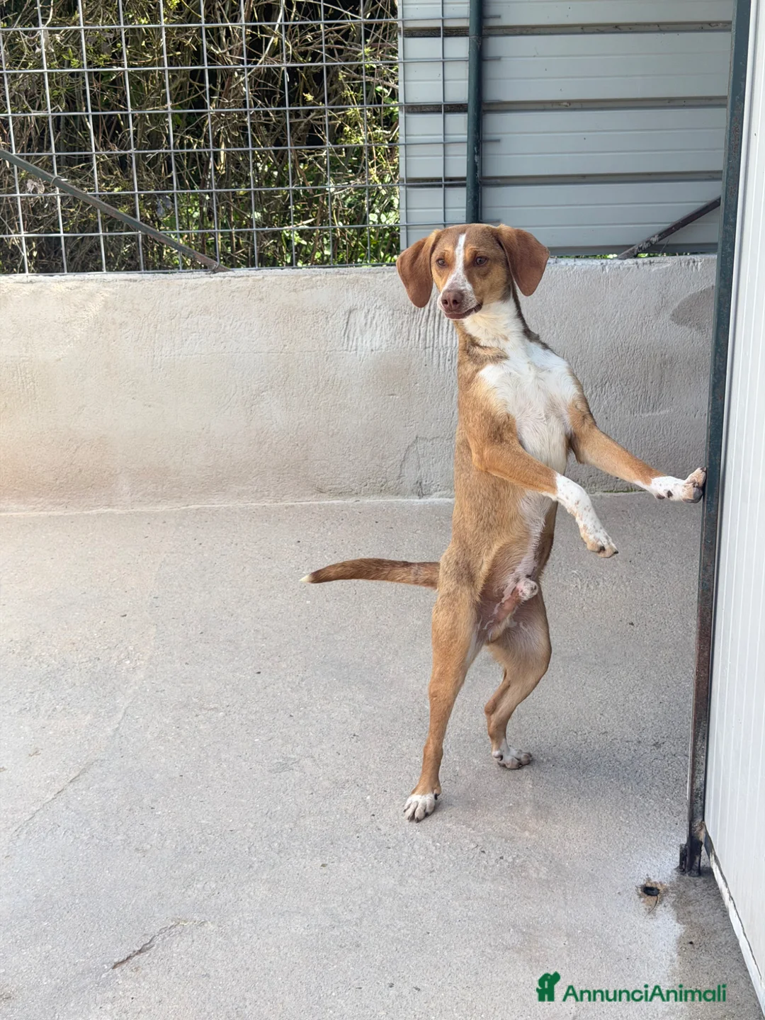 Meticcio cani in regalo: Dodo taglia medio piccolo  a Città metropolitana di Milano - Annuncio 2