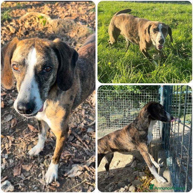 Meticcio cani BRINA dolce ed allegra - Annuncio 1