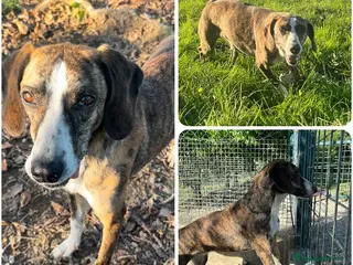 Meticcio cani BRINA dolce ed allegra - Annuncio 1