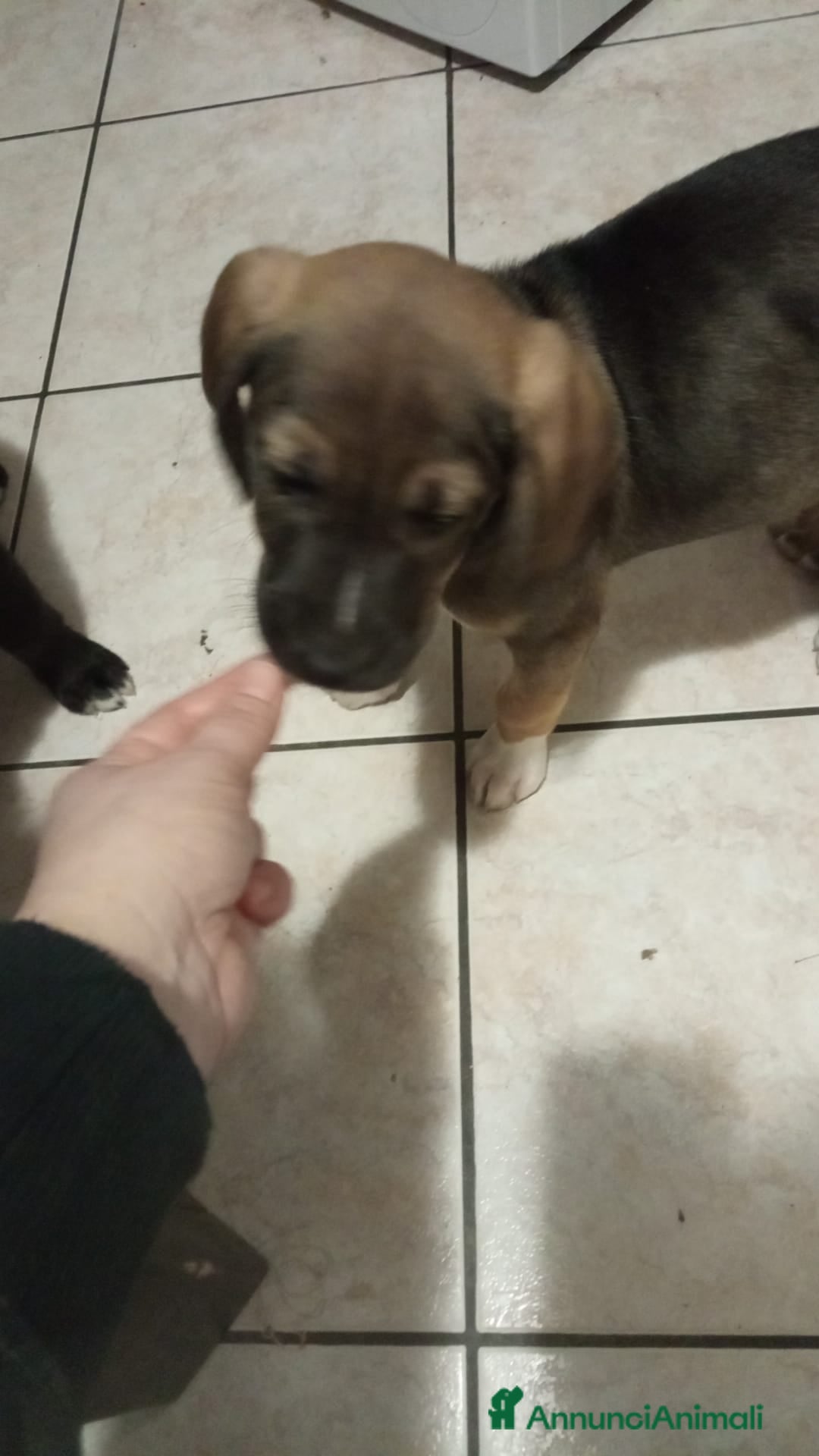 Meticcio cani in regalo: Regalo 3 cuccioli - Annuncio 11