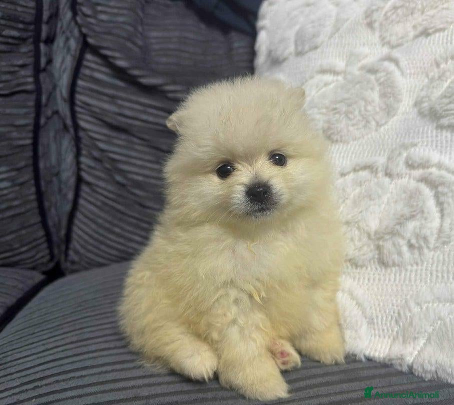 Volpino Pomerania cani Adorabile cucciolo di Pomerania - Annuncio 6