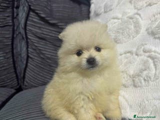 Volpino Pomerania cani Adorabile cucciolo di Pomerania - Annuncio 6