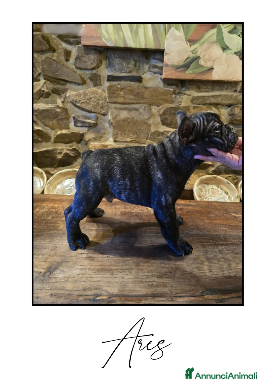 Bulldog Francese cani in vendita: Disponibili cuccioli di Bulldog Francese - Annuncio 10