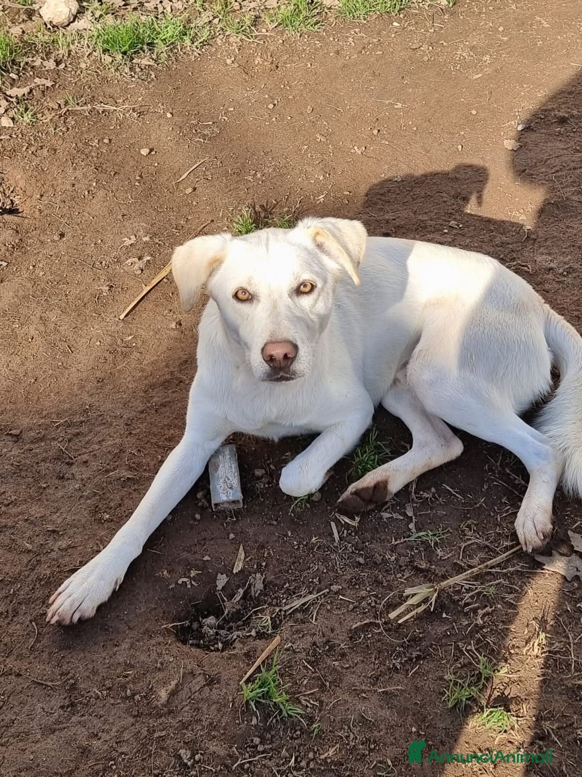 Meticcio cani Blanco, 15 chili di dolcezza e amore  - Annuncio 5