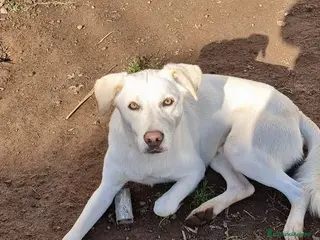 Meticcio cani Blanco, 15 chili di dolcezza e amore - Annuncio 5