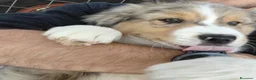 Australian Shepherd cani in vendita: Cuccioli Pastore Australiano - Australian sheperd - Annuncio 2