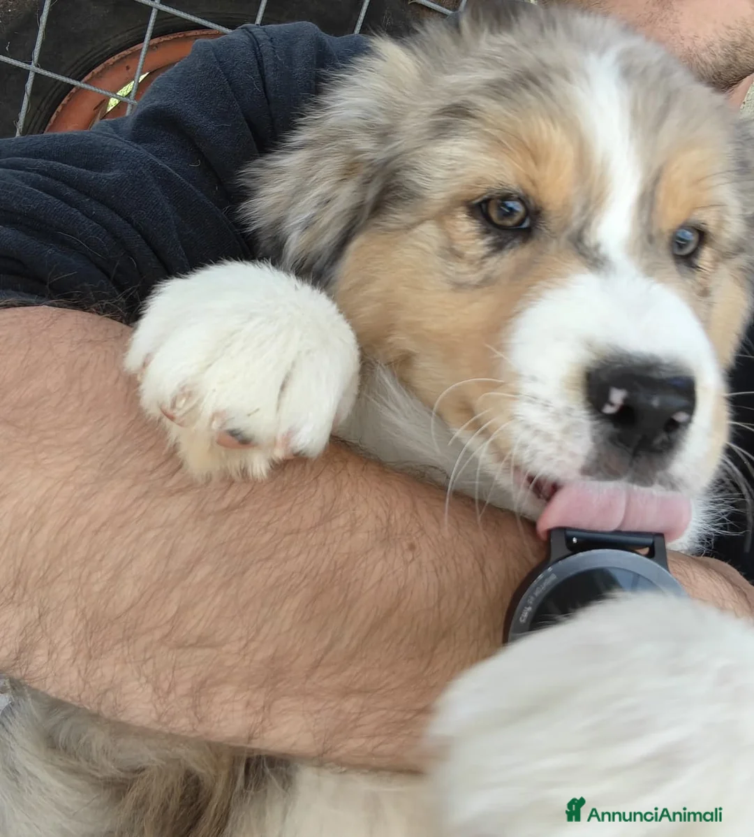 Australian Shepherd cani in vendita: Cuccioli Pastore Australiano - Australian sheperd - Annuncio 2