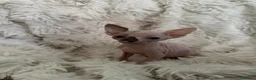 Sphynx gatti in vendita: Sphynx femmine - Annuncio 5