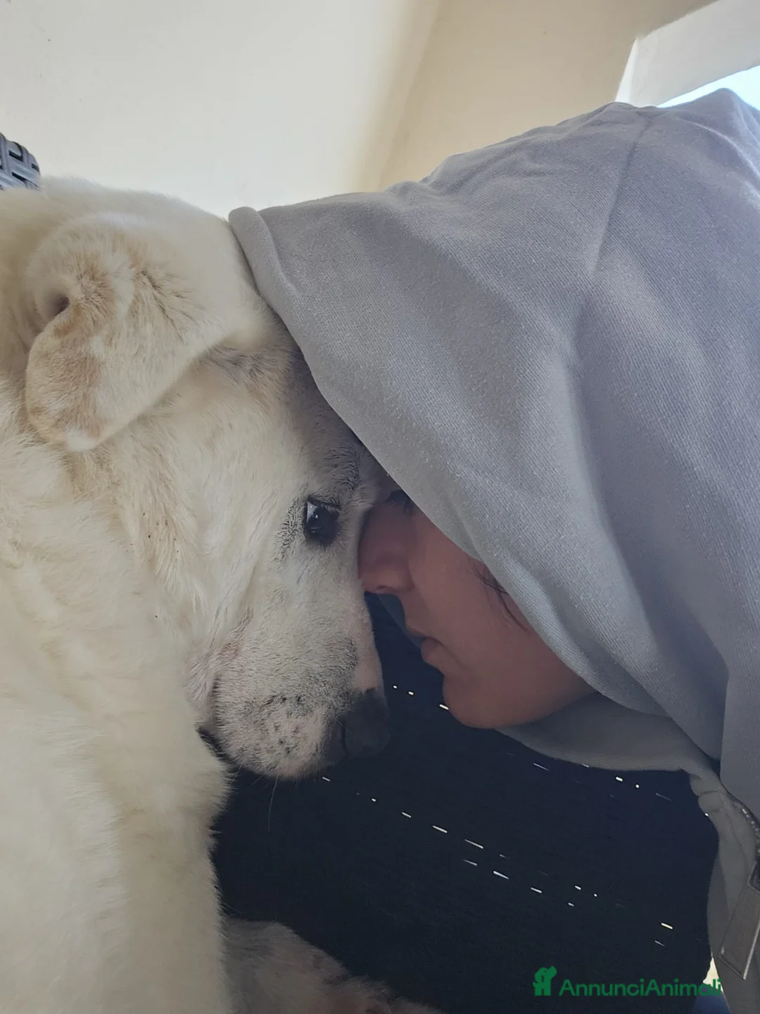 Meticcio cani in regalo: Consuelo: dolce, equilibrata, socievole  a Città Metropolitana di Genova - Annuncio 16