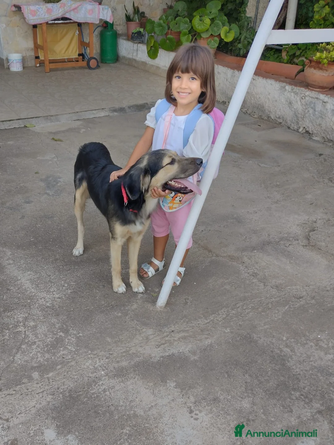 Meticcio cani in regalo: Splendido Simil Pastore di 8 mesi (Catania) - Annuncio 9