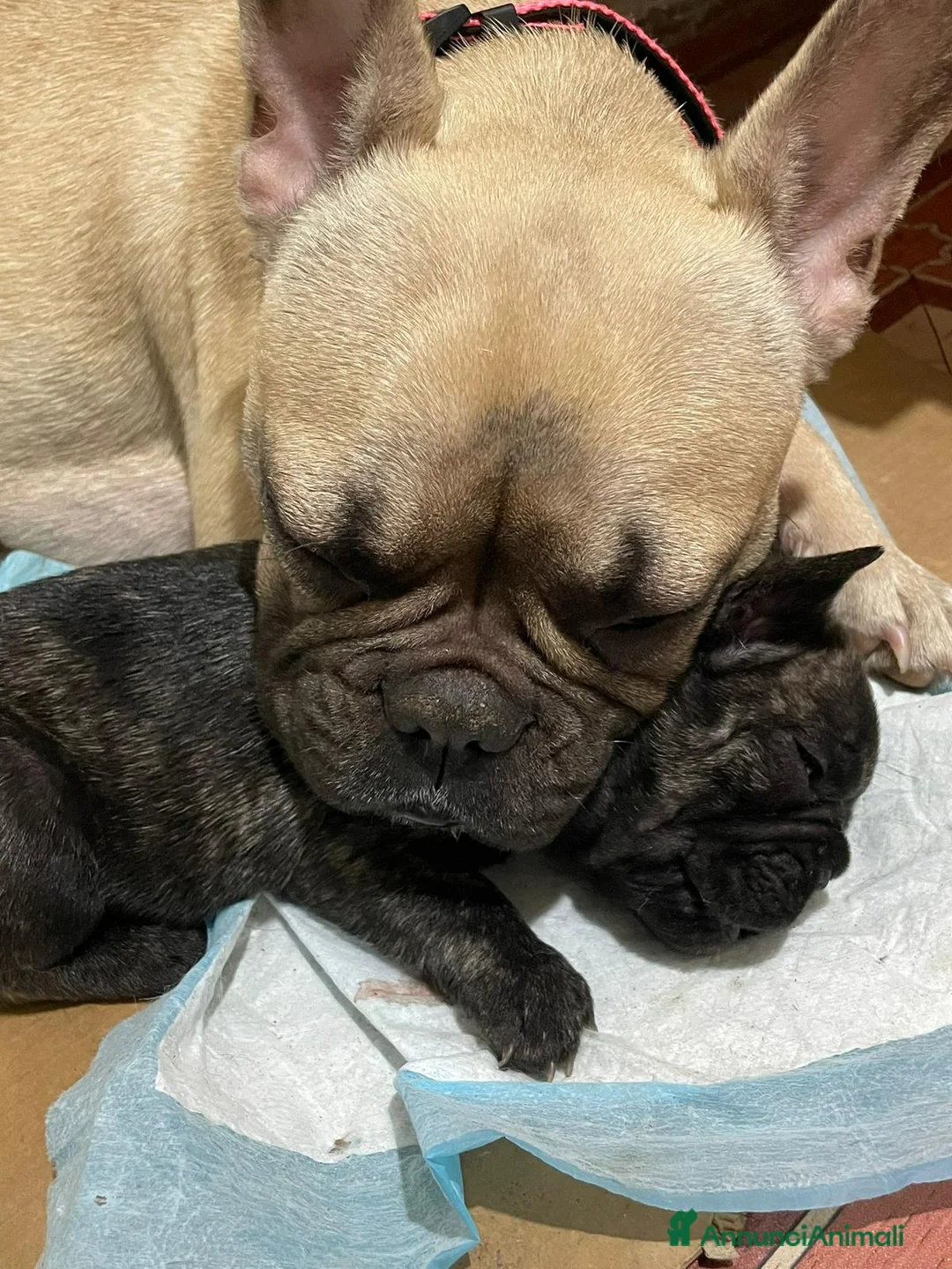 Bulldog Francese cani in vendita: Cucciola bulldog francese - Annuncio 2