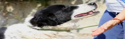 Meticcio cani in regalo: Panda dolce cagnolone in adozione  - Annuncio 4