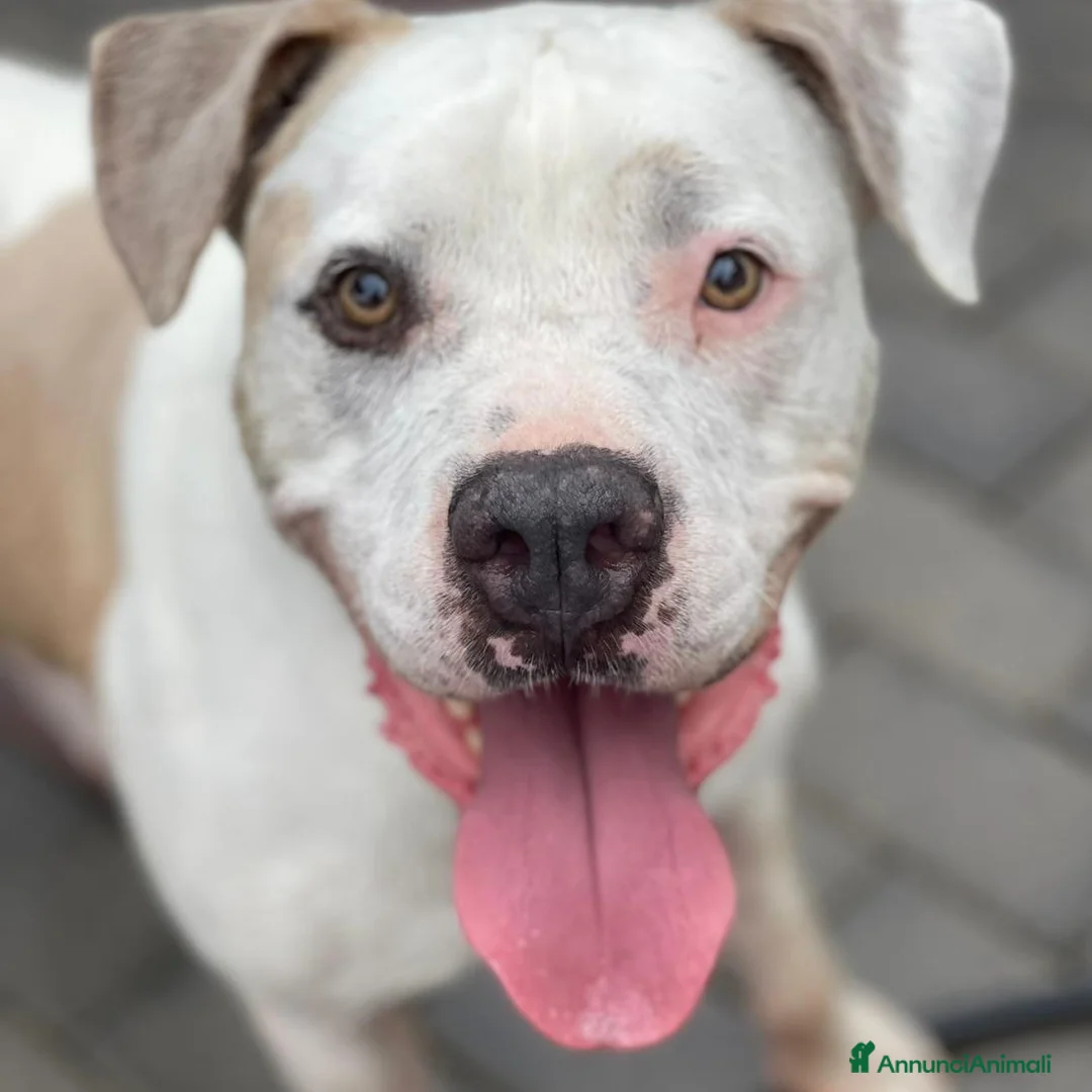 Meticcio cani in regalo: MAMBO BELLISSIMO PIT - Annuncio 1