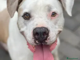 Meticcio cani MAMBO BELLISSIMO PIT - Annuncio 19