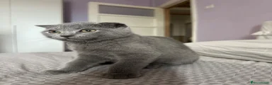 Scottish fold maschio