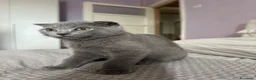 Scottish gatti in vendita: Scottish fold e Scottish Straight  - Annuncio 9