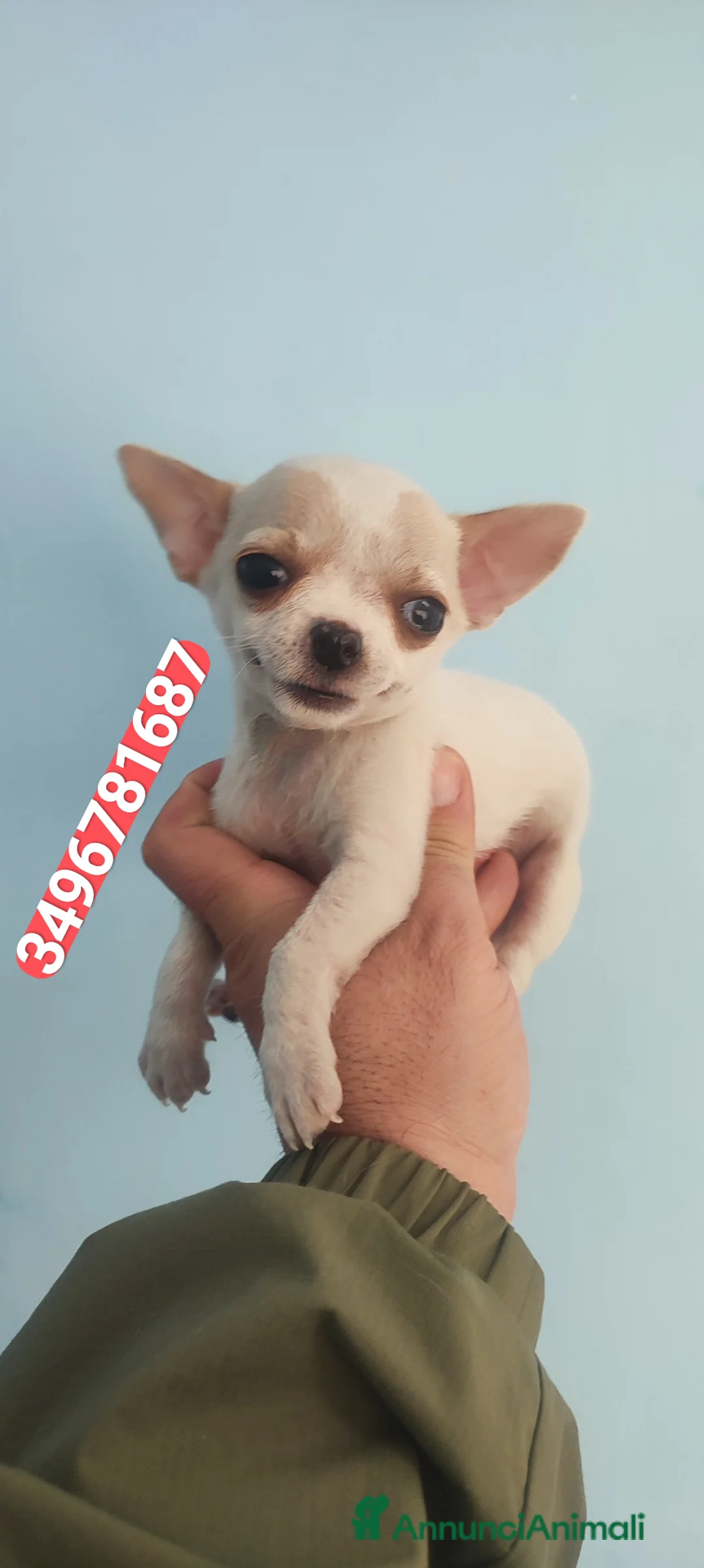 Chihuahua cani in vendita: CHIHUAHUA stupenda bijoux coccolina - Annuncio 1