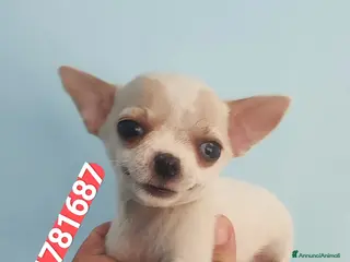 Chihuahua cani CHIHUAHUA stupenda bijoux coccolina - Annuncio 2