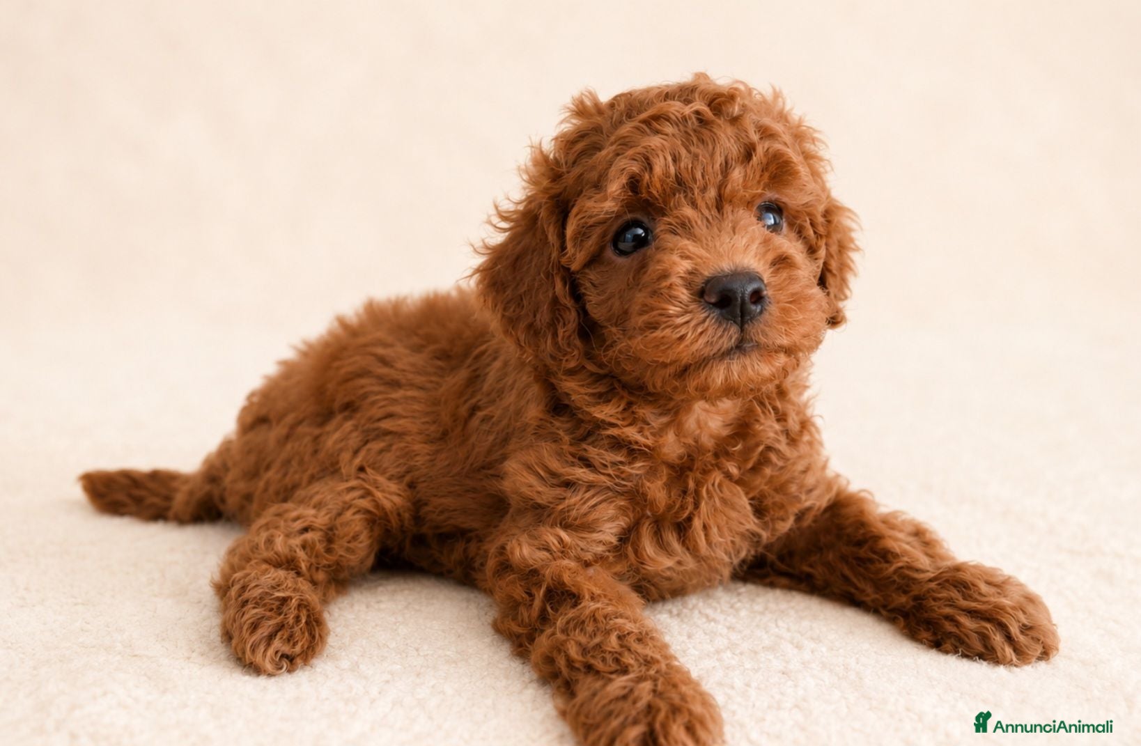 Barboncino cani Cucciolo barboncino maschio  - Annuncio 3