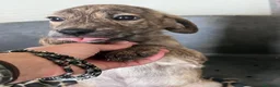 Meticcio cani in regalo: Cucciola 2 mesi a Provincia di Arezzo - Annuncio 4