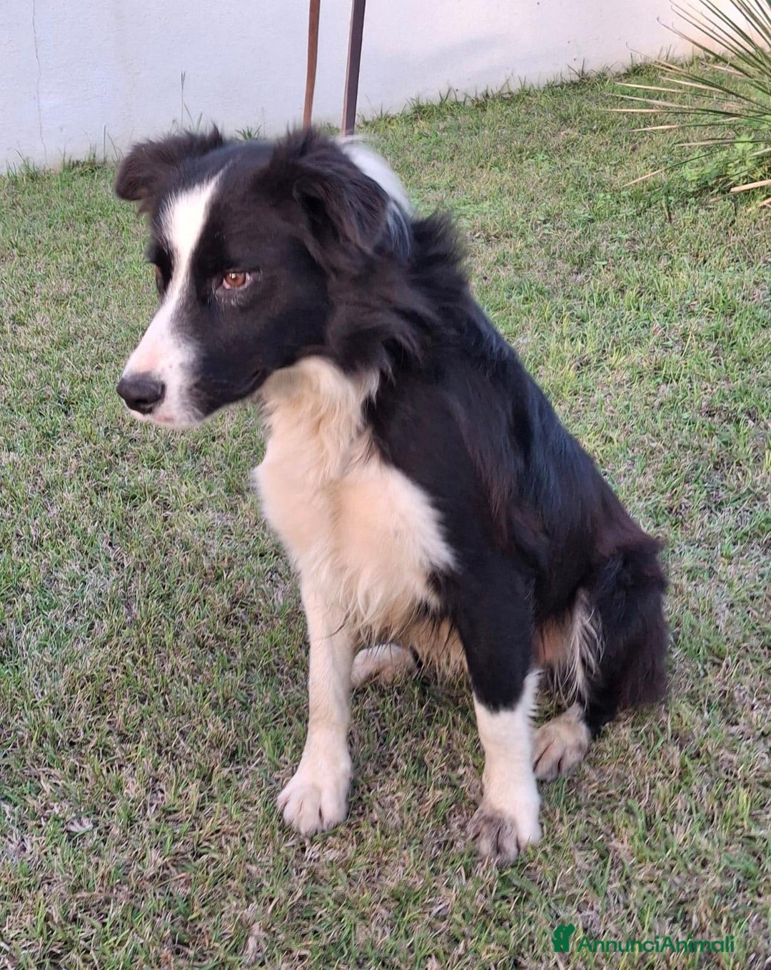 Border Collie cani in regalo: GIOTTO 💙 -abbandonato, dagli un’altra possibilità - Annuncio 12