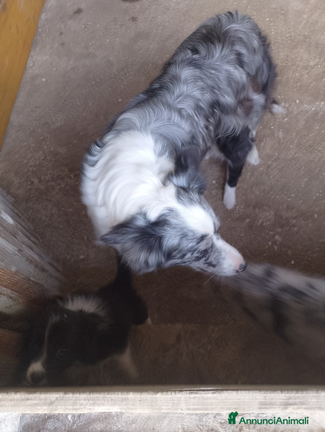 Border Collie cani in vendita: Border collie - Annuncio 4