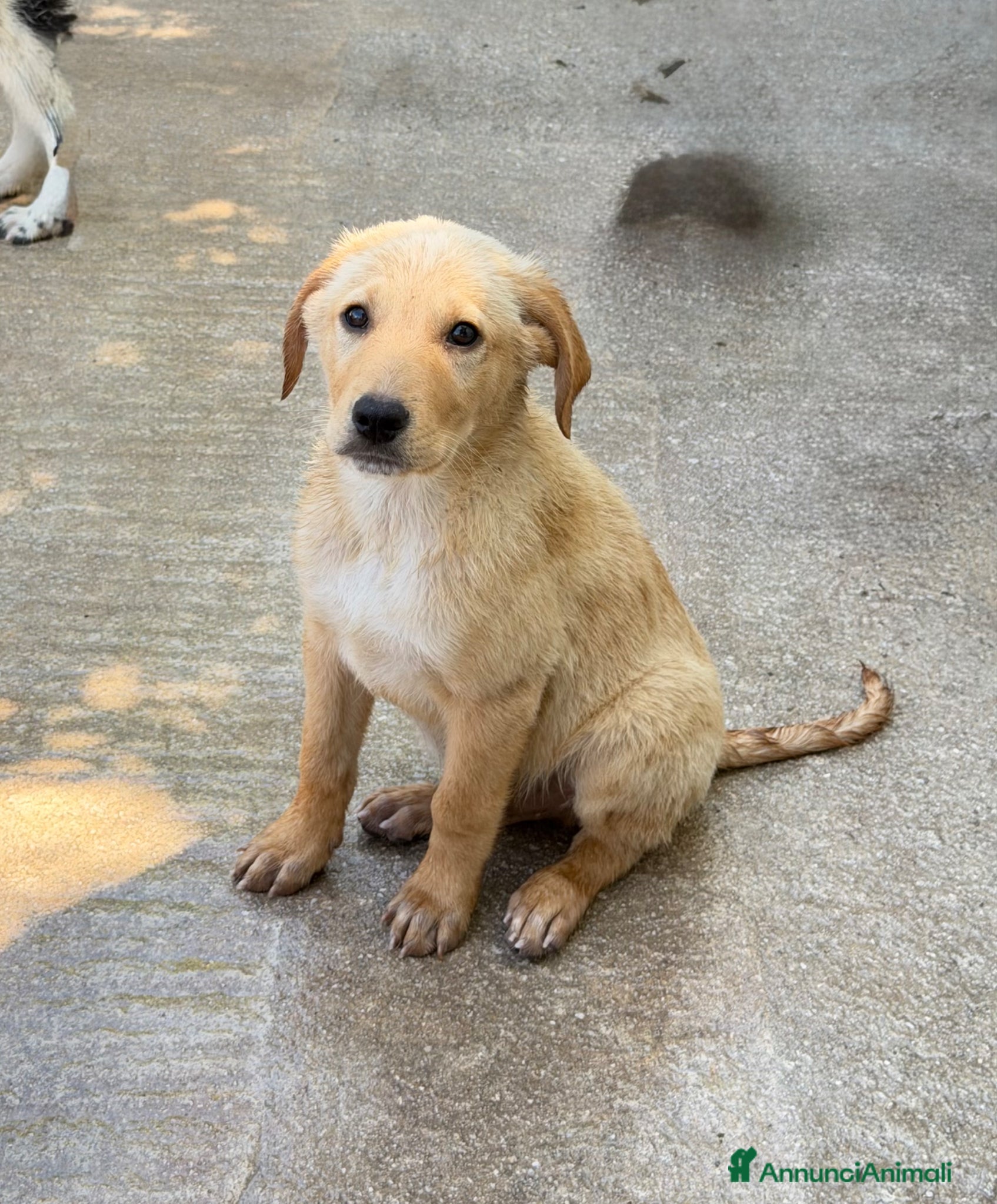 Meticcio cani Ale maschio - Annuncio 4