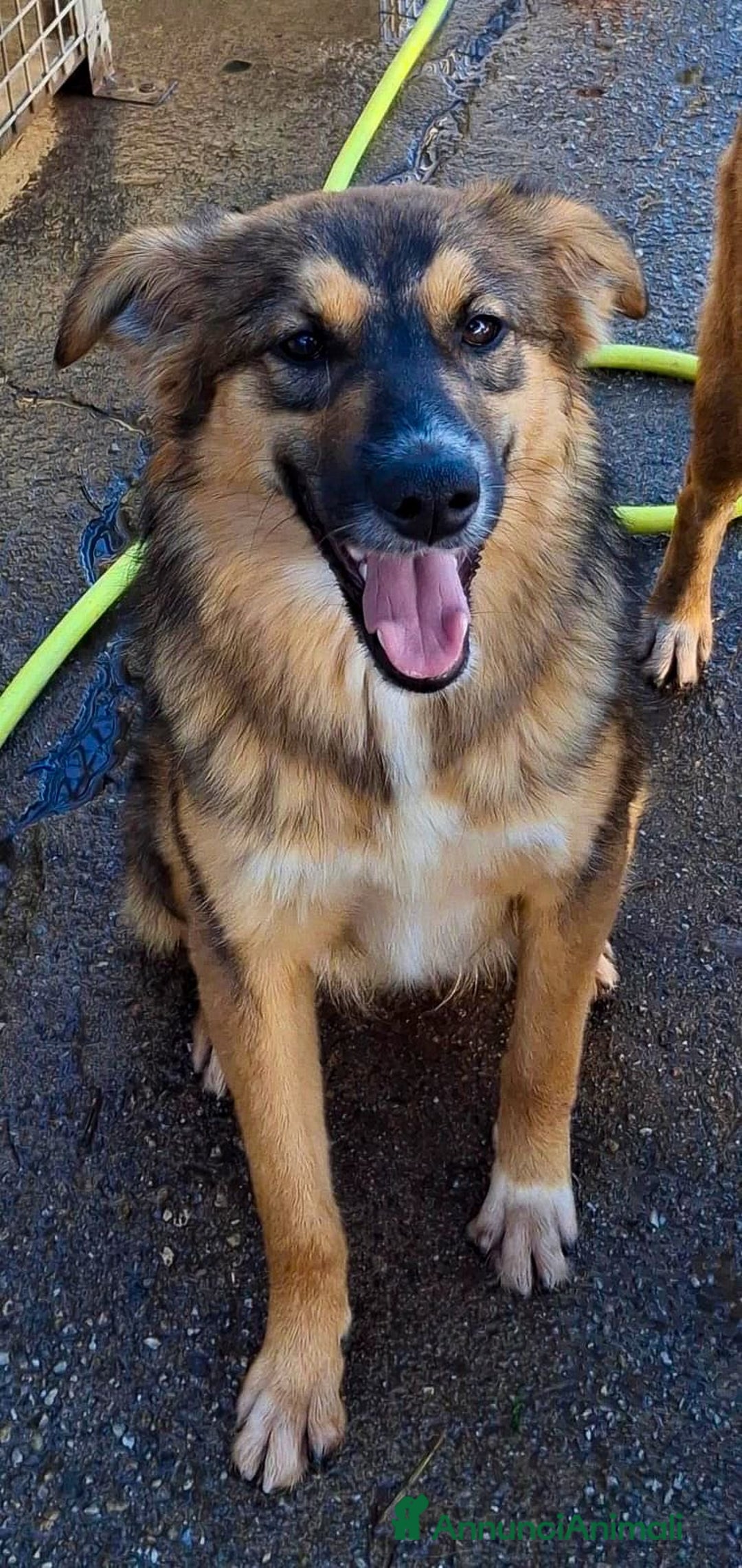 Meticcio cani in regalo: BRENDA 🩷 - cucciola tenerissima cerca casa 🥺😍 - Annuncio 3