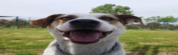 Meticcio cani in regalo: Ciccio cerca casa 🏡  - Annuncio 6