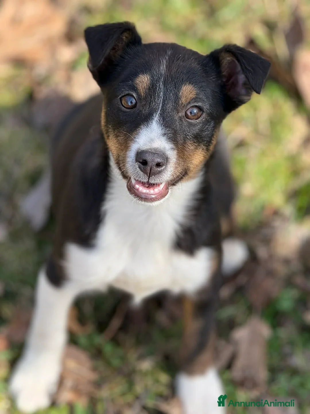 Meticcio cani in regalo: VIOLA, cucciola bella come il sole! - Annuncio 2