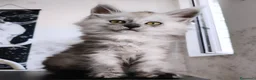 Maine Coon gatti in vendita: Cucciola Maine Coon Black smoke  - Annuncio 3