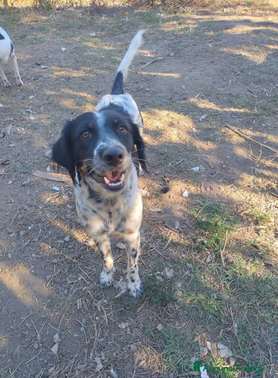 Meticcio cani in regalo: Adozione simil setterina Betty  - Annuncio 2