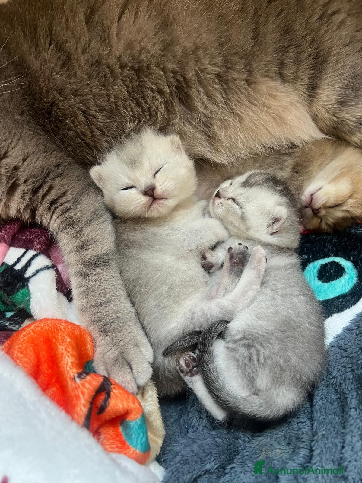 Scottish gatti Gattini Scottish Straight - Annuncio 17