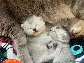 Scottish gatti Gattini Scottish Straight - Annuncio 17