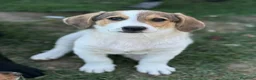 Meticcio cani in regalo: 3 simpaticissimi cuccioli dalle lunghe orecchie! - Annuncio 10