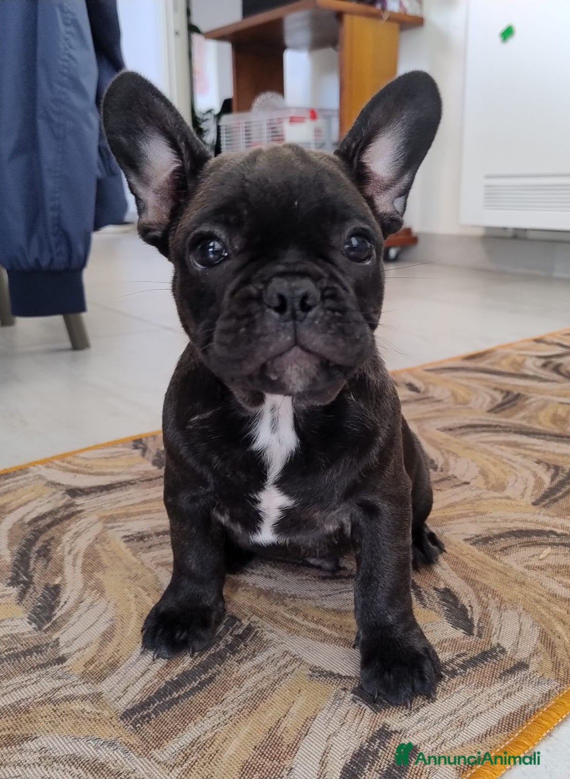 Bulldog Francese cani Bulldog francese  - Annuncio 2