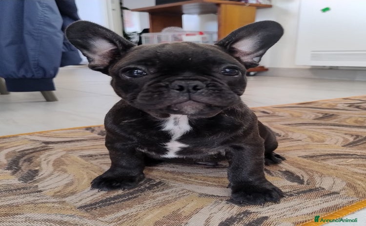 Bulldog Francese cani - Annuncio 1