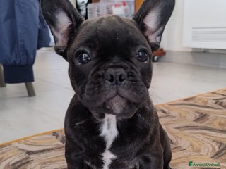 Bulldog Francese cani - Annuncio 2