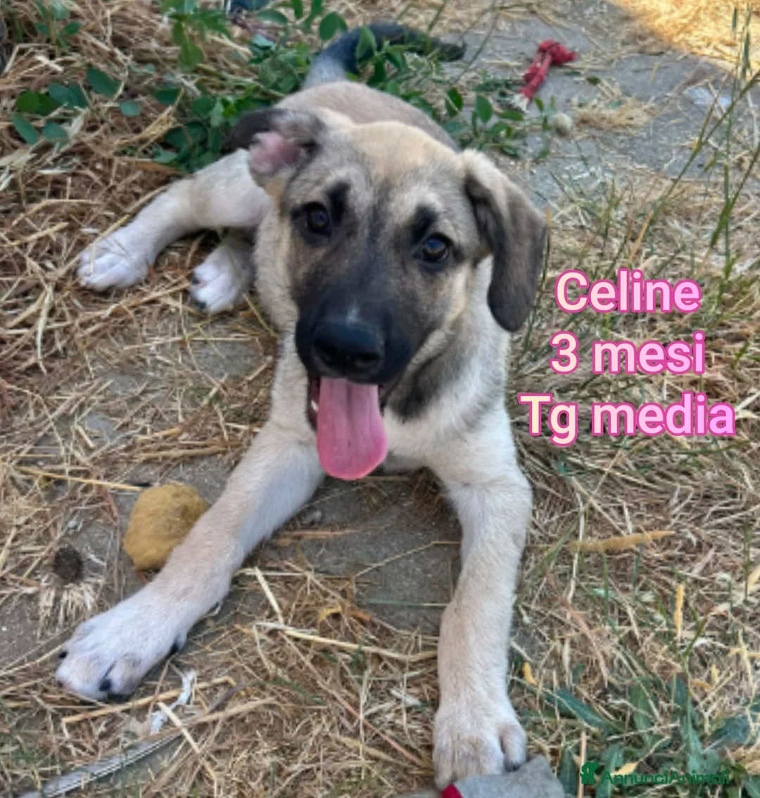 Meticcio cani in regalo: ADOTTA UN CUCCIOLO! a Provincia di Reggio Emilia - Annuncio 12