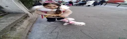 Maltese cani in vendita: Maltesi  a Città metropolitana di Milano - Annuncio 2