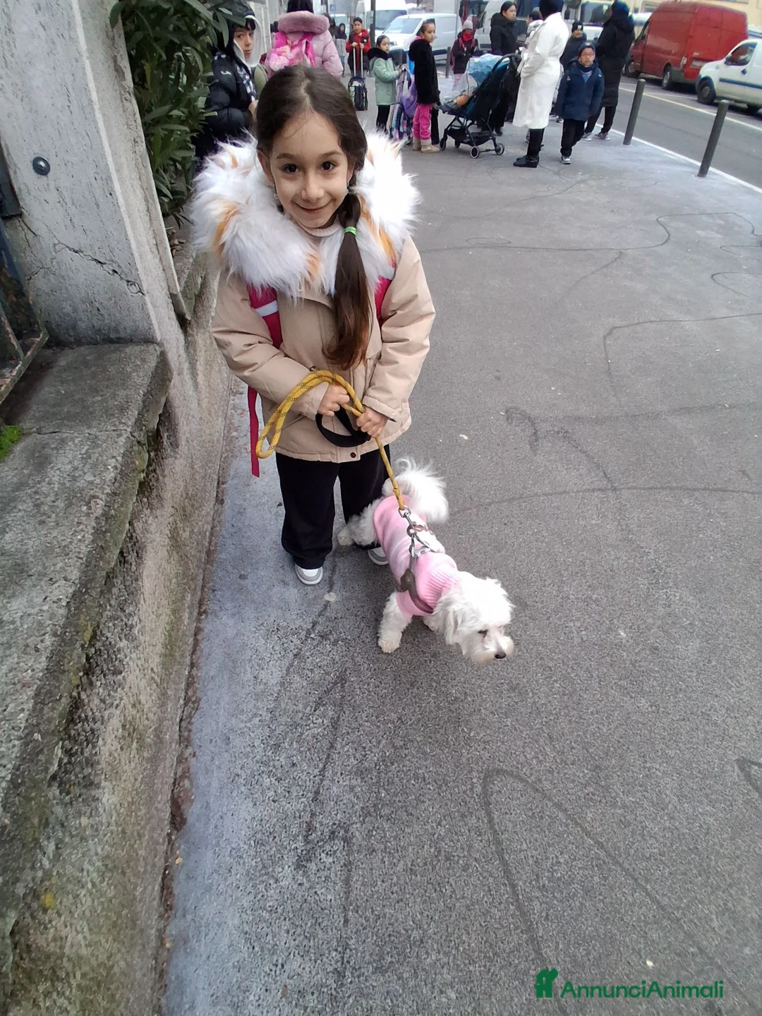 Maltese cani in vendita: Maltesi  a Città metropolitana di Milano - Annuncio 2